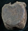 Hadrosaur Vertebra From Hell Creek Formation #8365-5